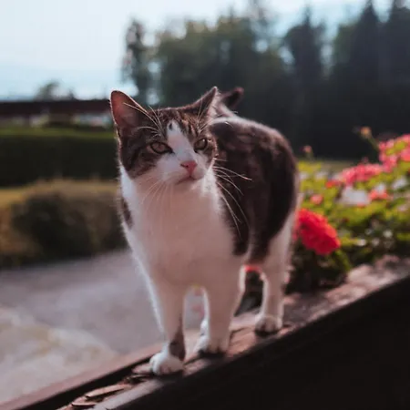 Seeblickstraße 22 - Waldrausch Am Ossiacher Bodensdorf