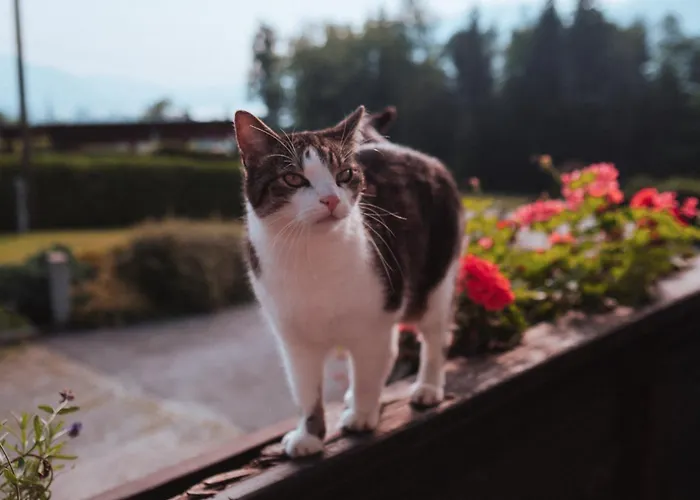 Seeblickstrasse 22 - Waldrausch Am Ossiacher Bodensdorf